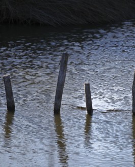 Ce delta que l’on appelle « Camargue ».