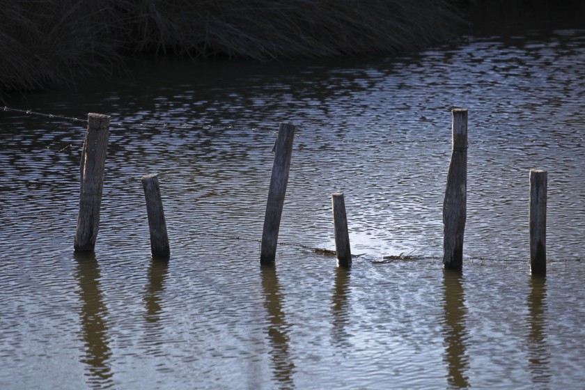 Ce delta que l’on appelle « Camargue ».