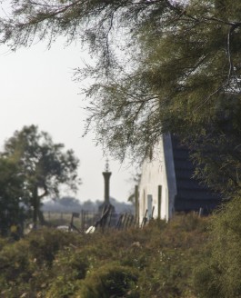 Le tamaris, Gacholo de Camargue