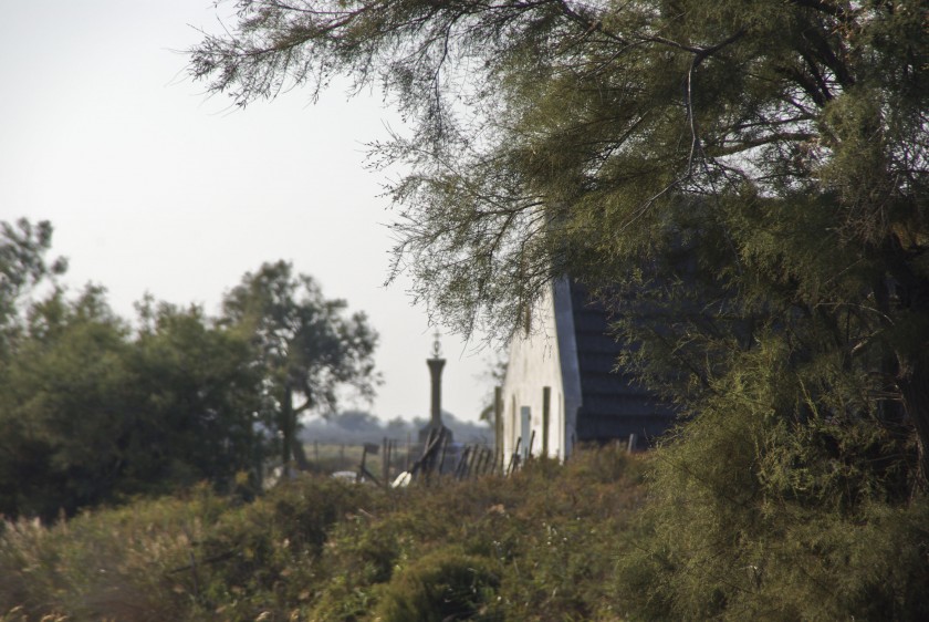 Le tamaris, Gacholo de Camargue