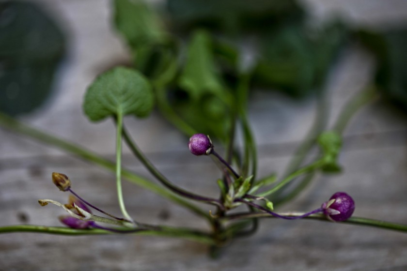 Les violettes sont en fleur.