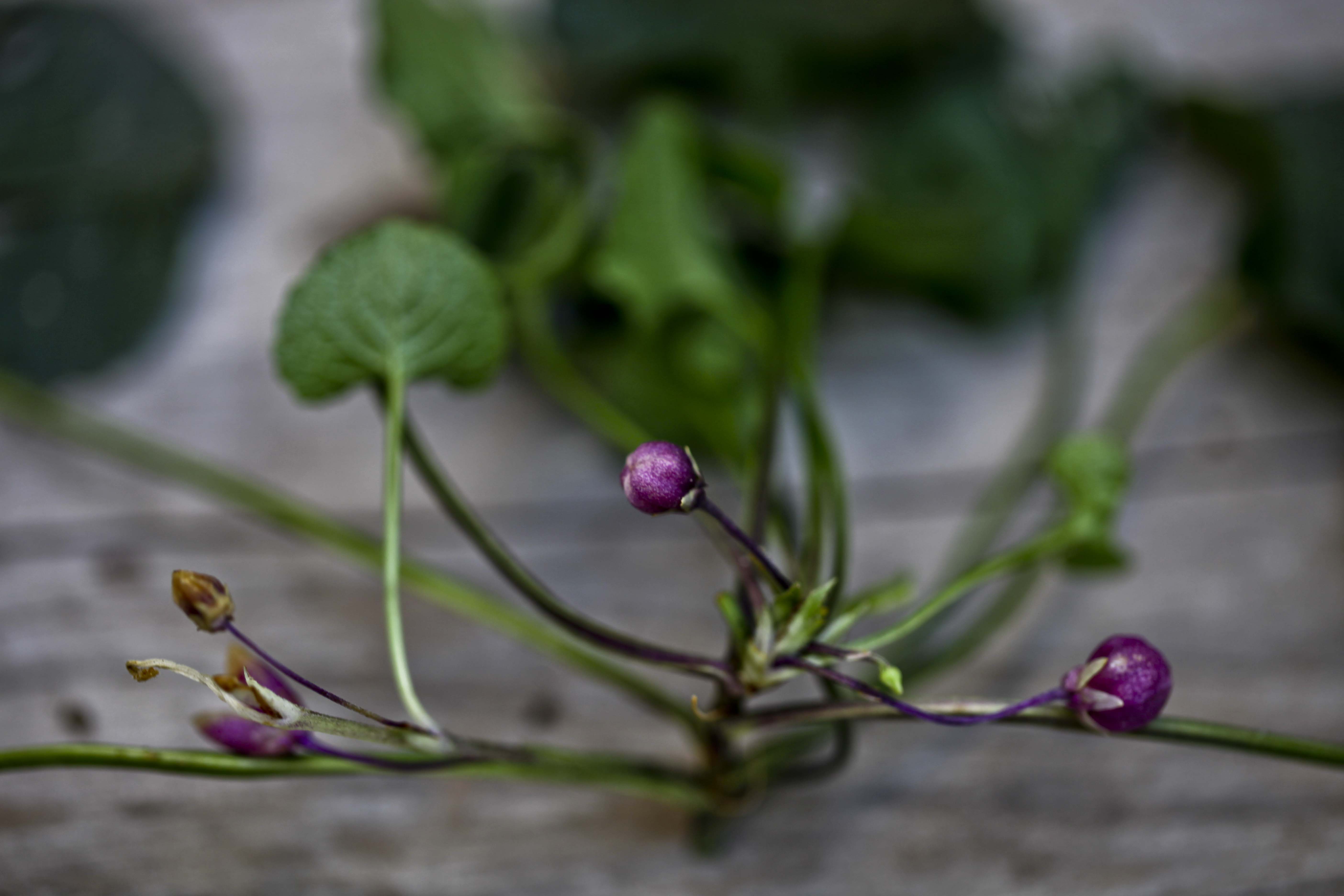 Les violettes sont en fleur. | Botanique Jardins Paysages
