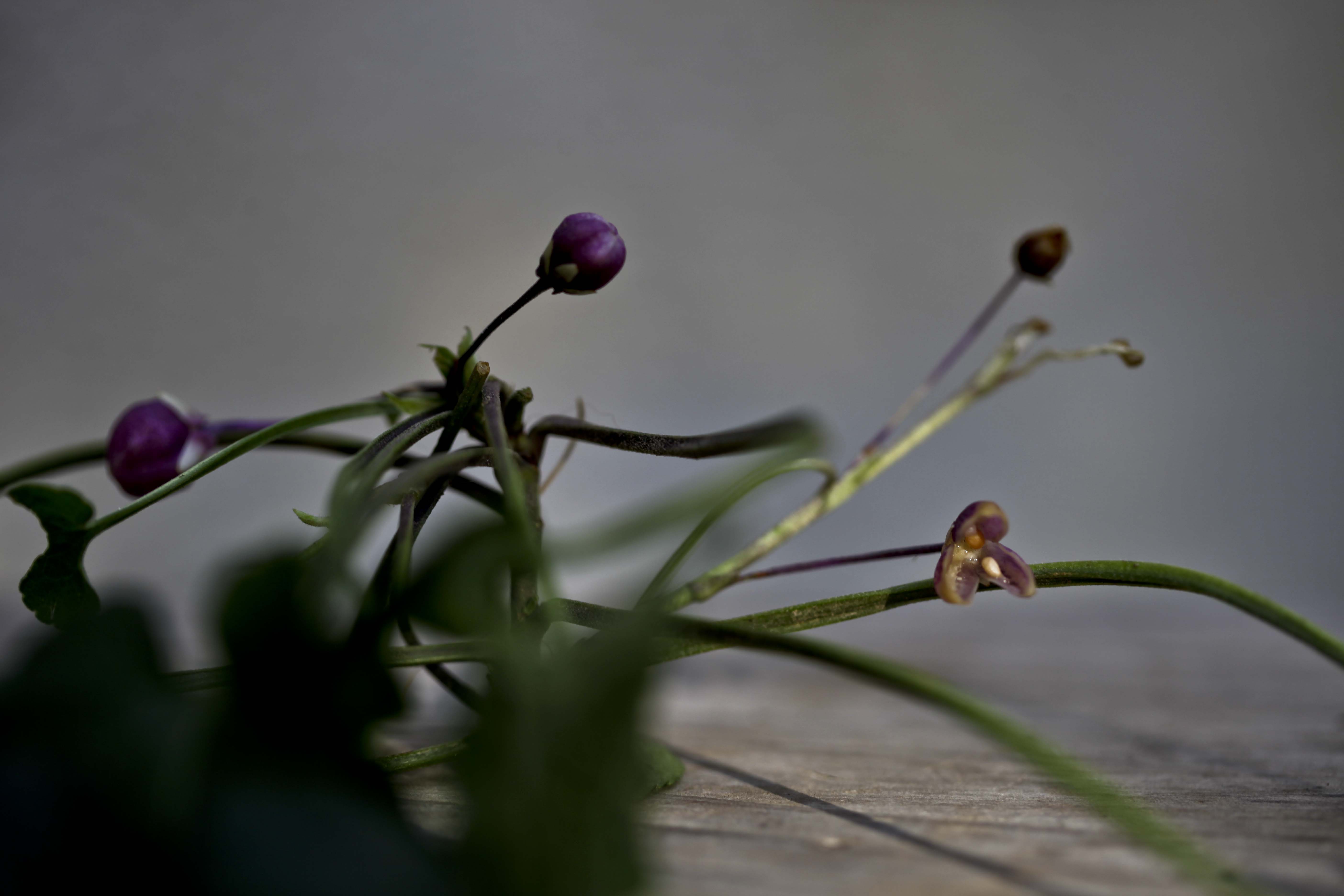 Les violettes sont en fleur. | Botanique Jardins Paysages